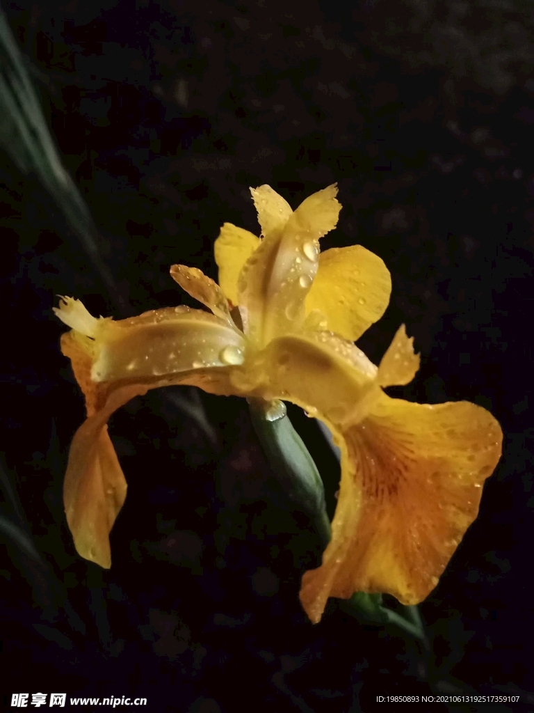 黄色艺术摄影花卉