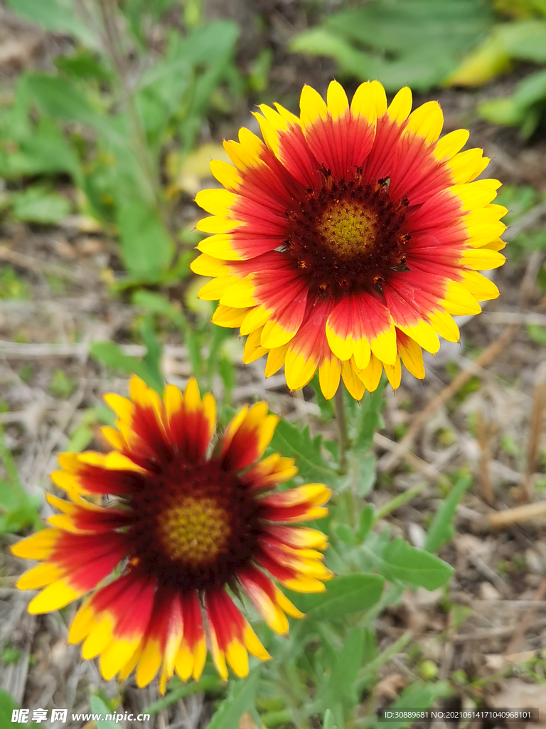花