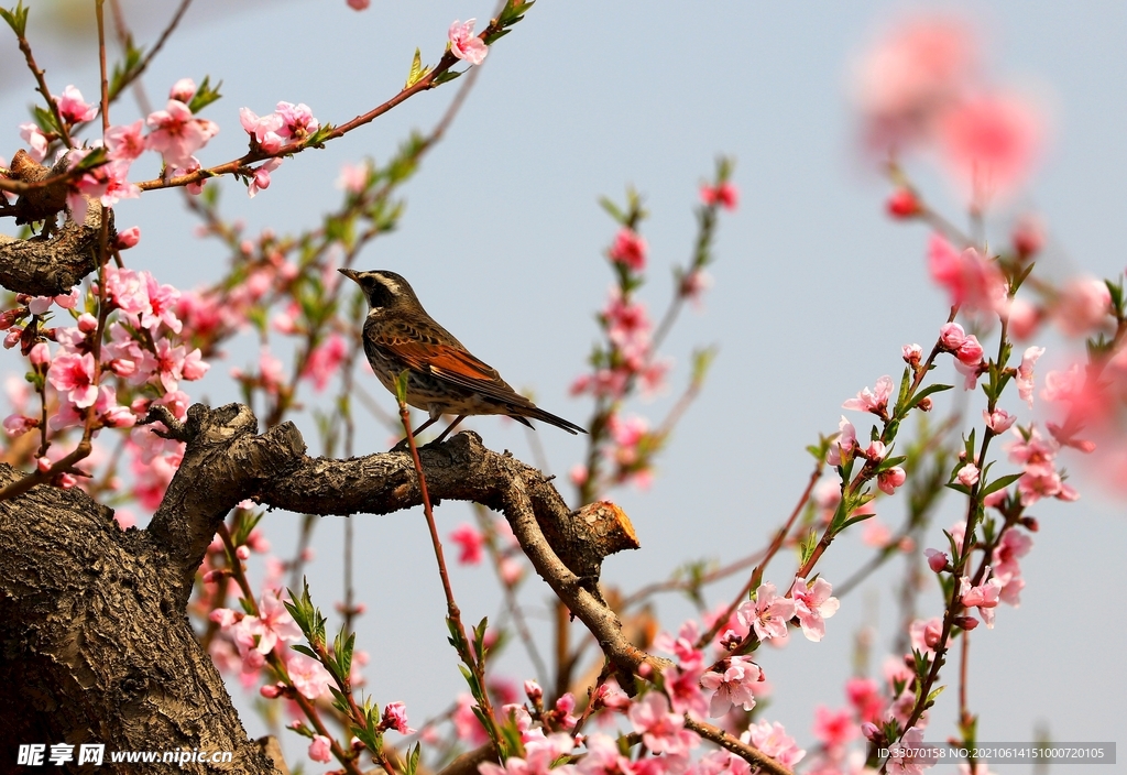 花枝俏