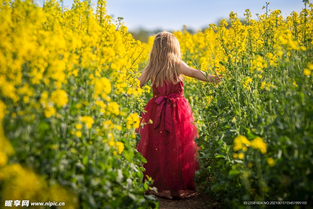 油菜田里的小女孩