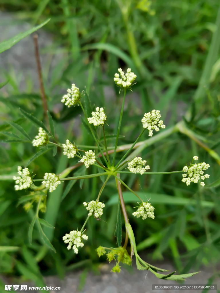 韭菜花
