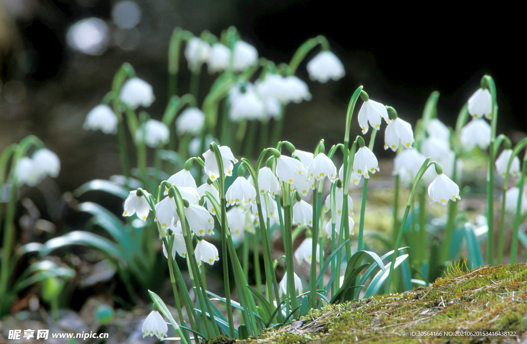 户外白色花朵自然风光背景素材