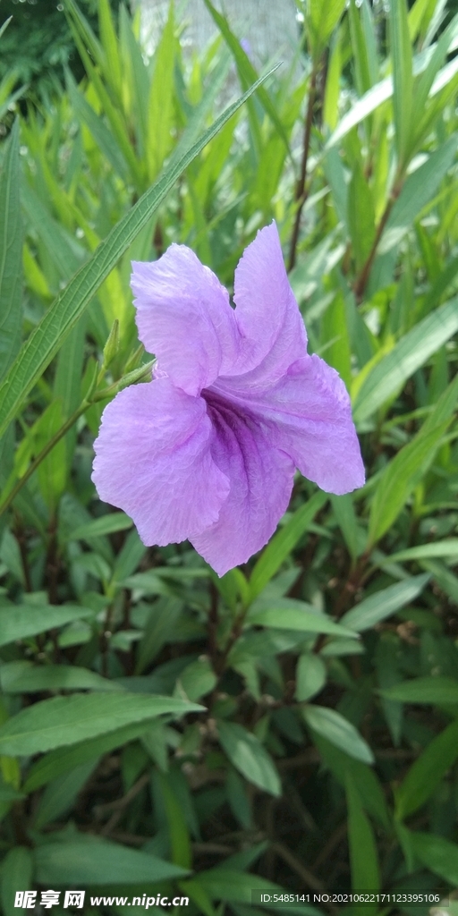 紫色花