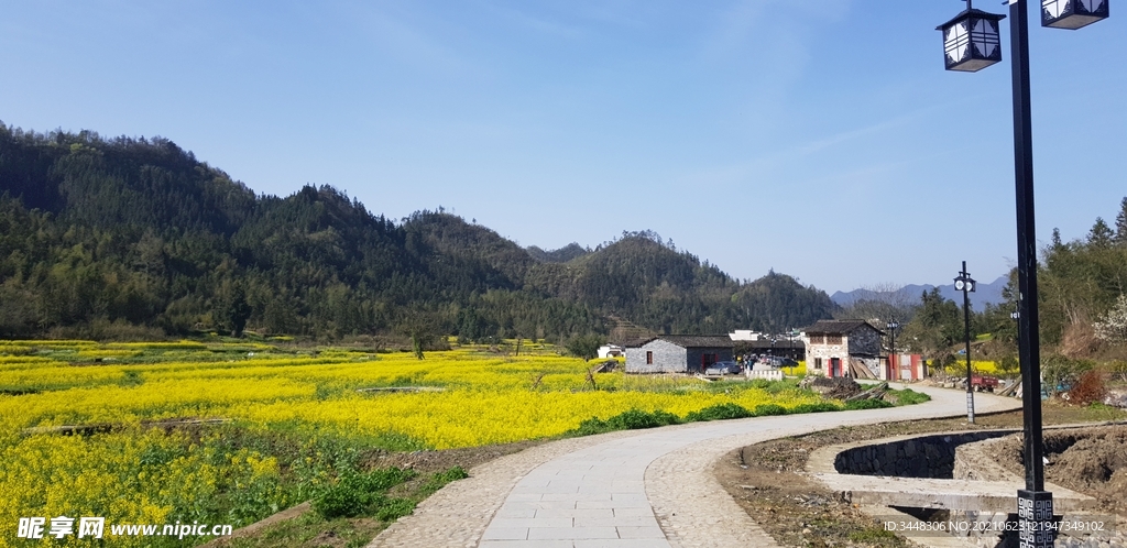 西递油菜花