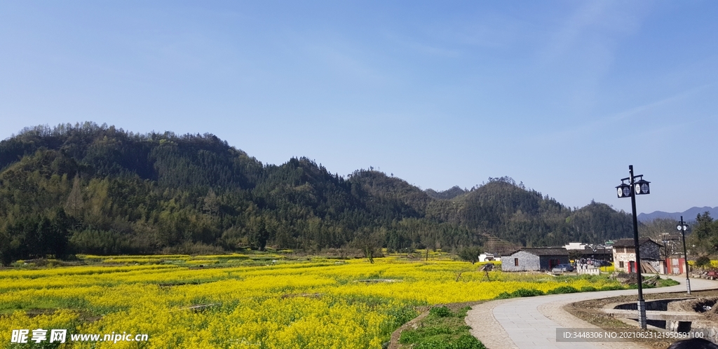 西递油菜花