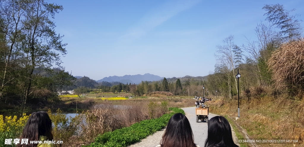 田野油菜花