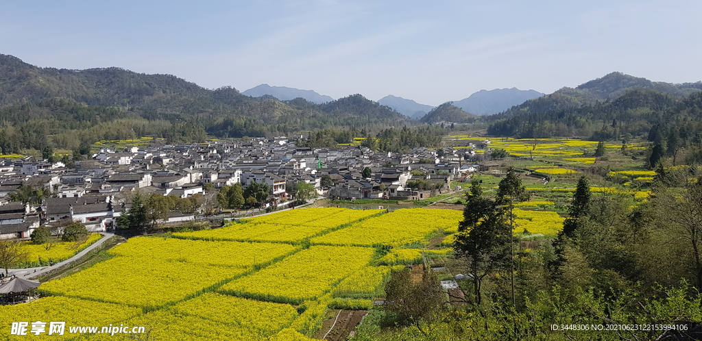 油菜花田野