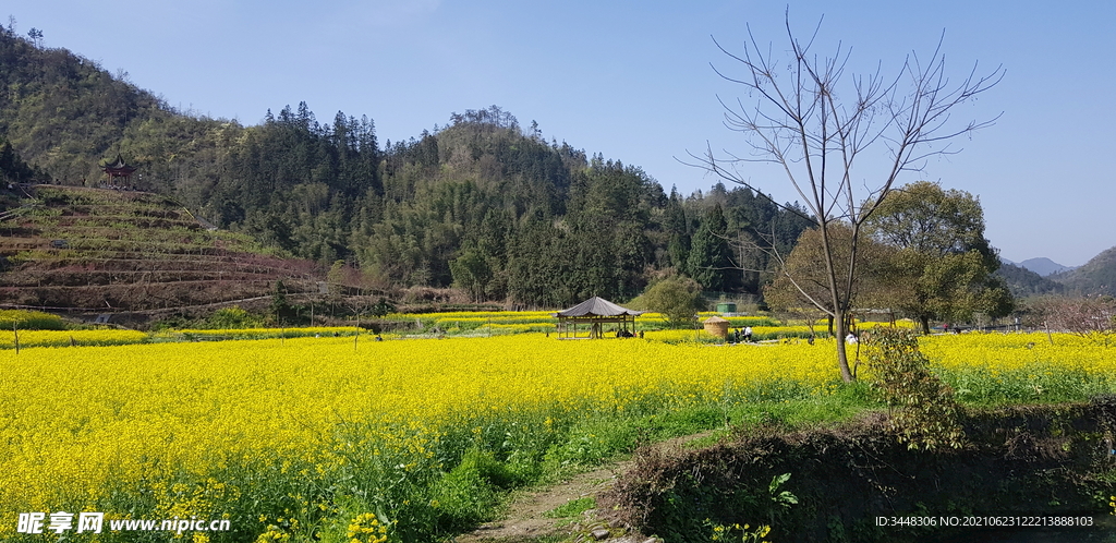 西递油菜花