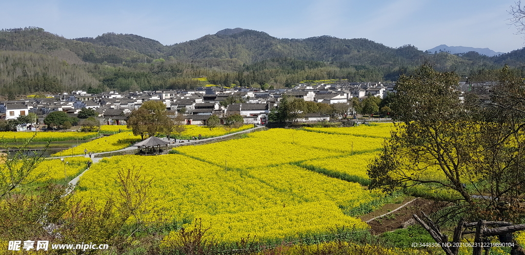 安徽西递油菜花