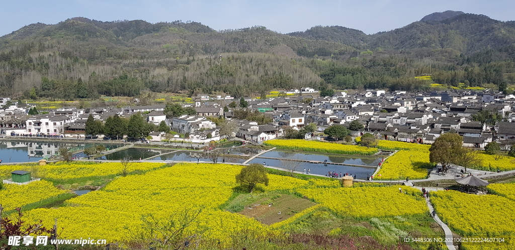 安徽西递油菜花