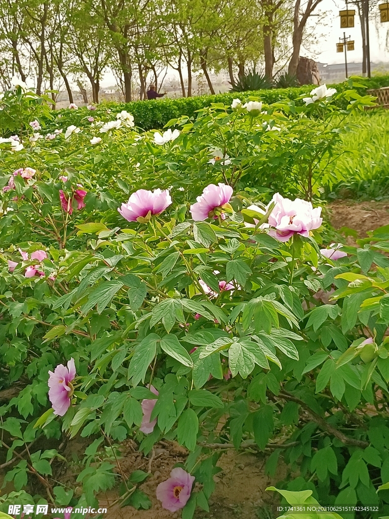 牡丹