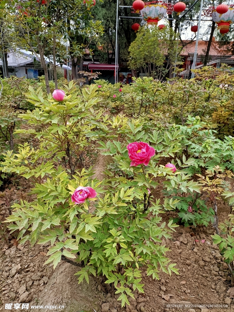 牡丹