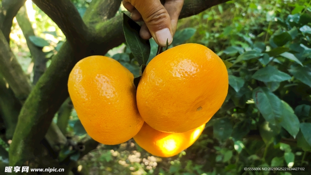 三明密桔 橘子