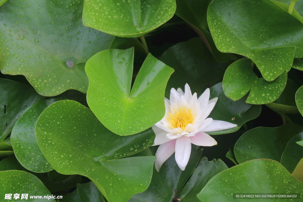 白色莲花
