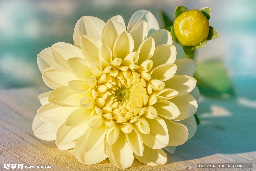 鲜花