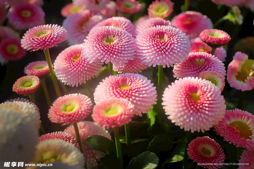 鲜花