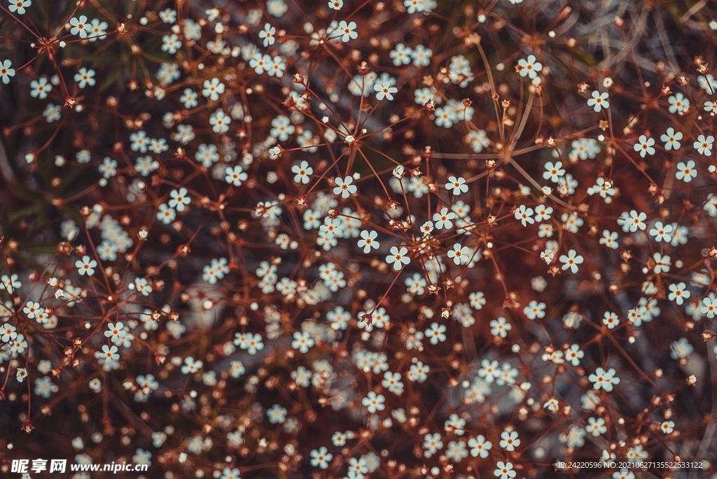 小白花