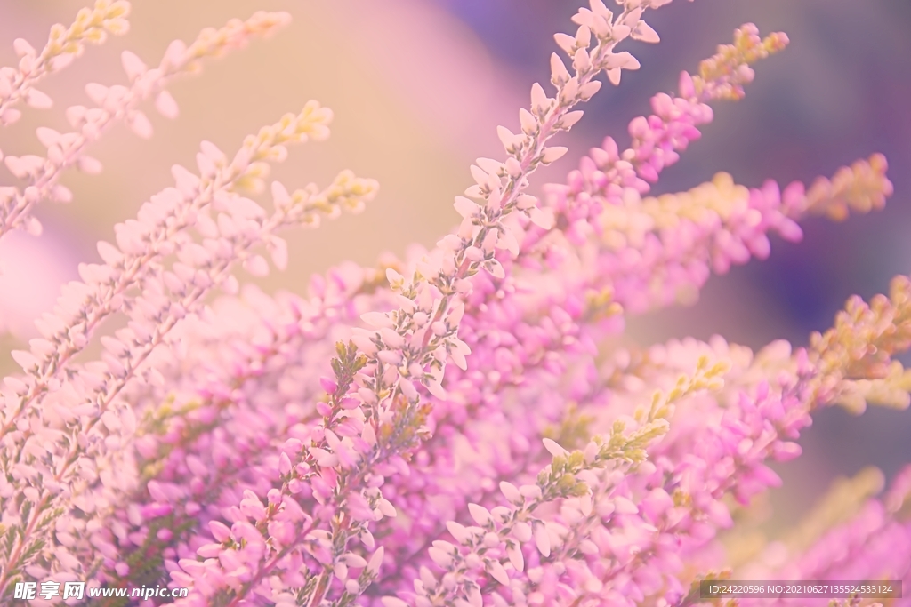 鲜花