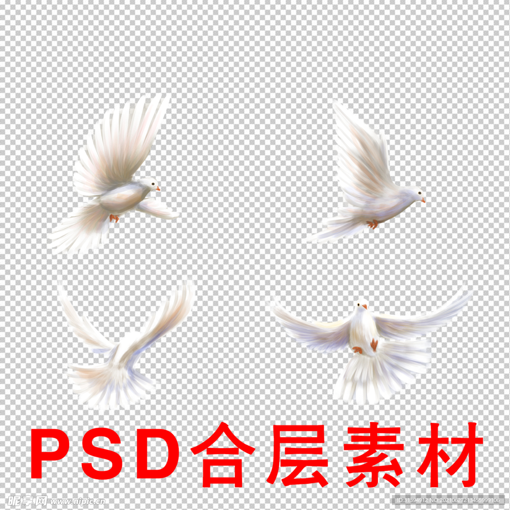 和平鸽