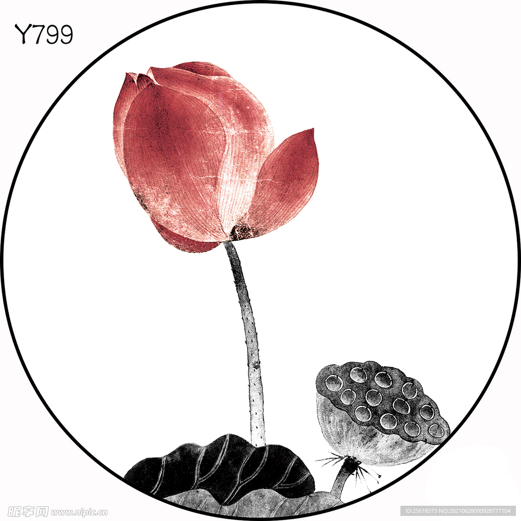 圆Y799