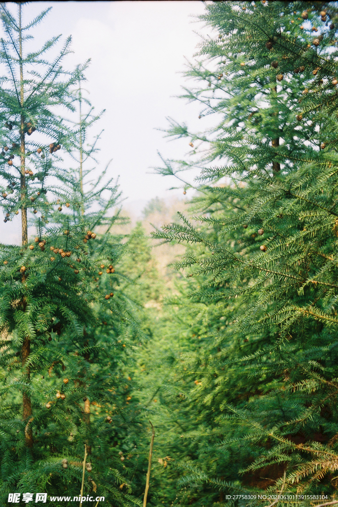 杉树 绿色背景 森林
