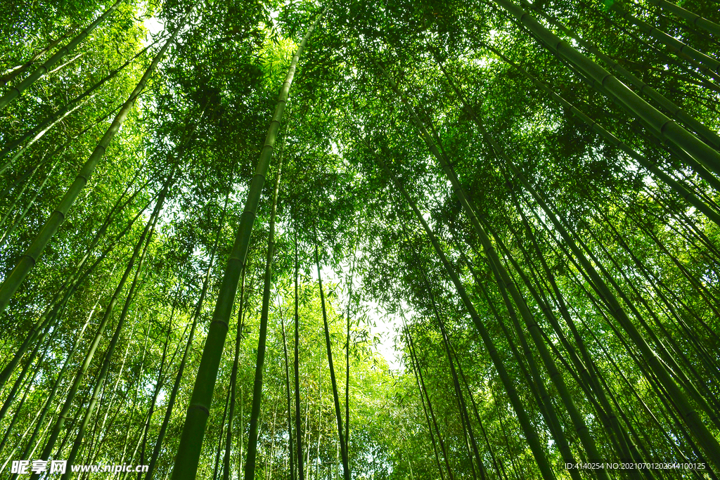 竹林