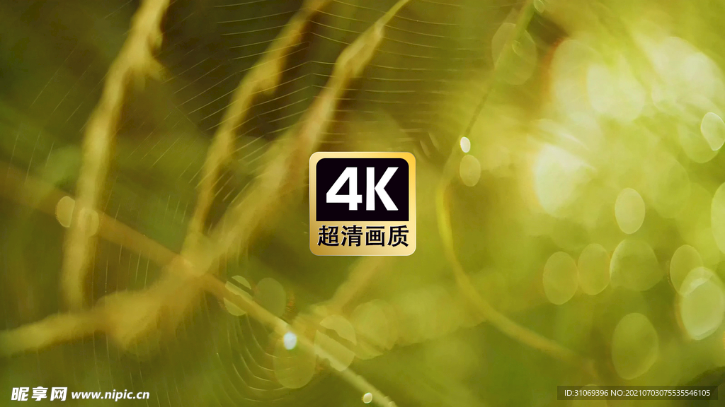 短视频素材近焦拍摄蜘蛛网