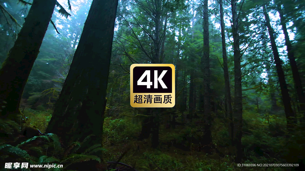 短视频素材幽静森林深处美景