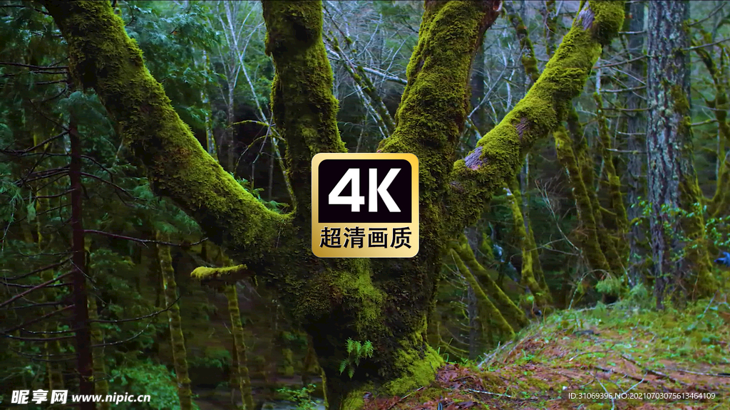 短视频素材苔藓覆盖在树干上