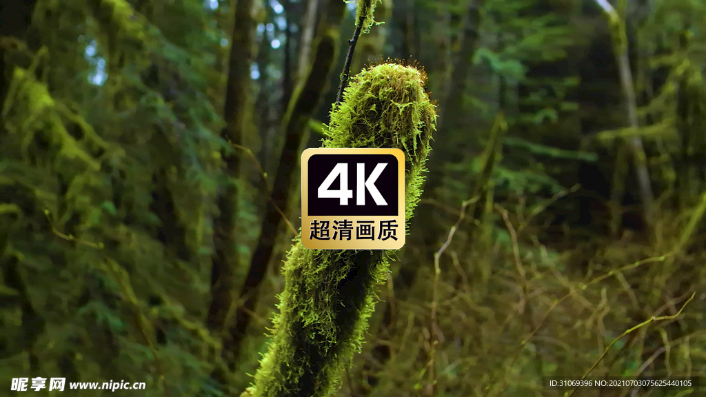 短视频素材结满苔藓的枯树干