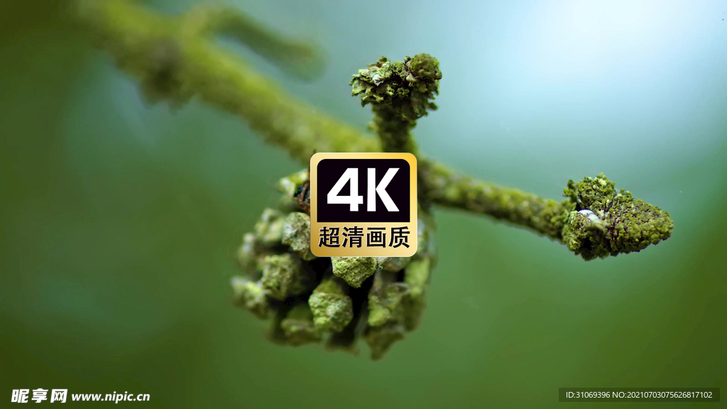 短视频素材风中松果