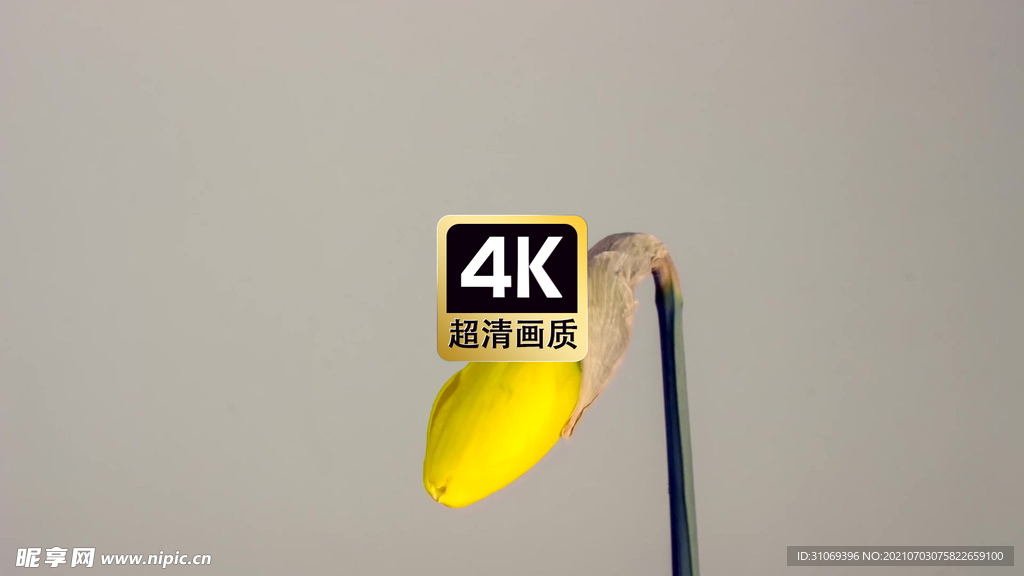 延时短视频素材花朵绽放瞬间