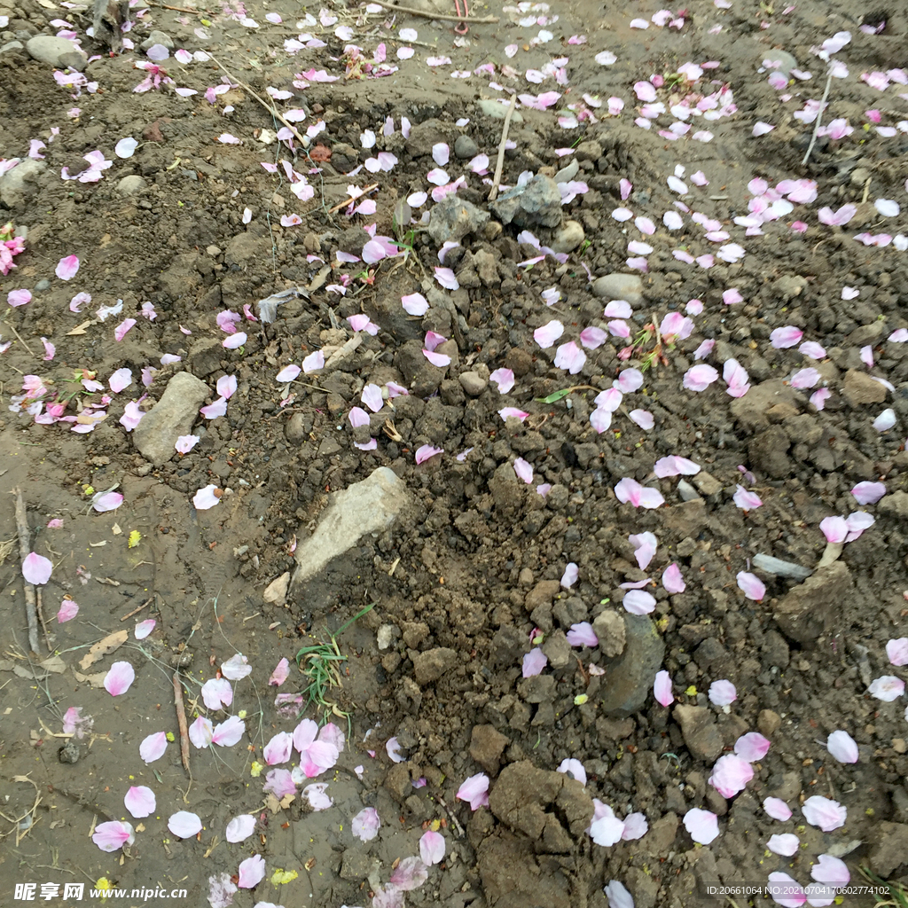 樱花花瓣散落