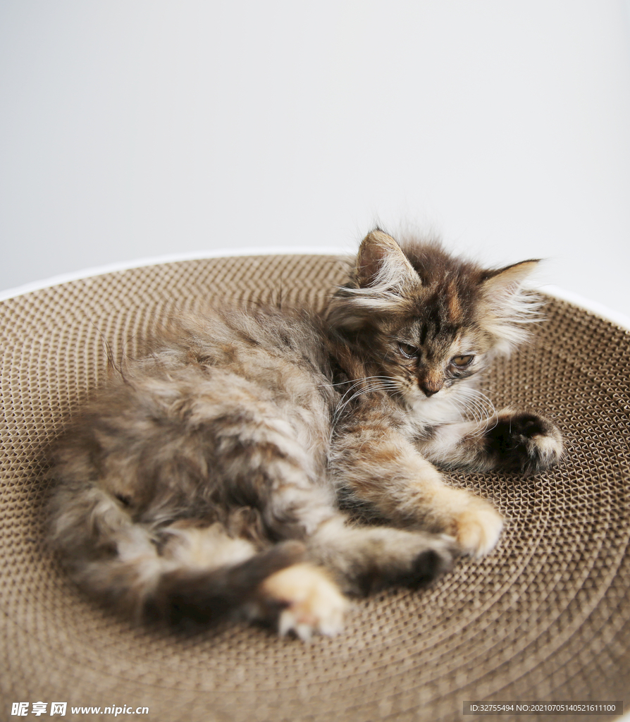 小猫