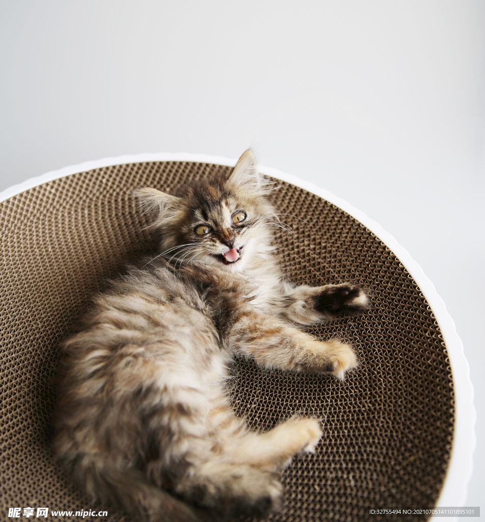 小猫