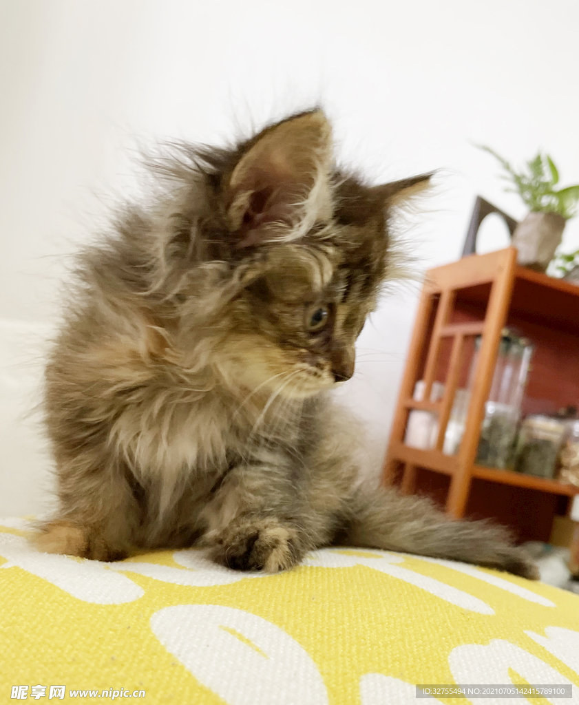 小猫