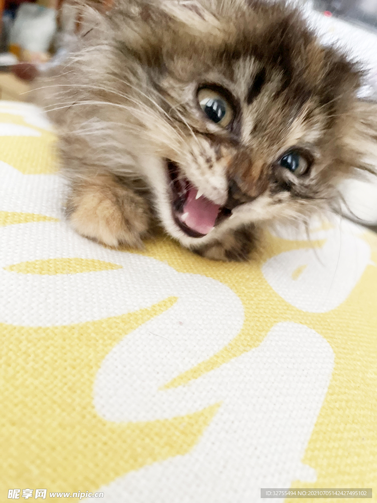 小猫