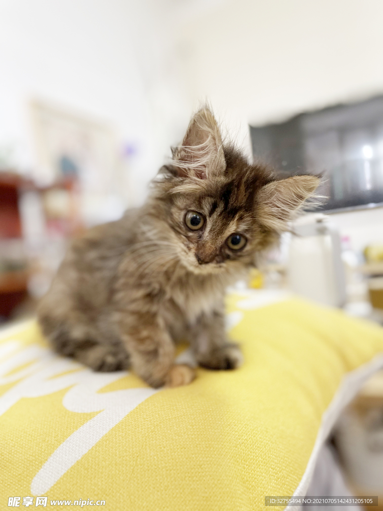 小猫