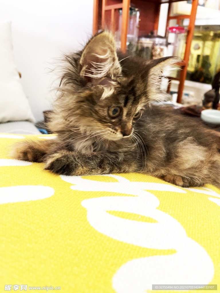 小猫