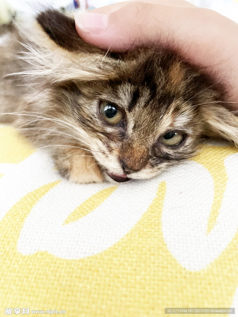 小猫