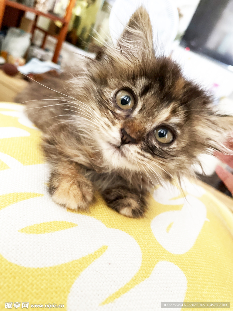 小猫