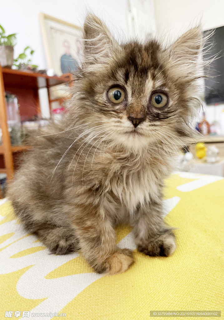 小奶猫