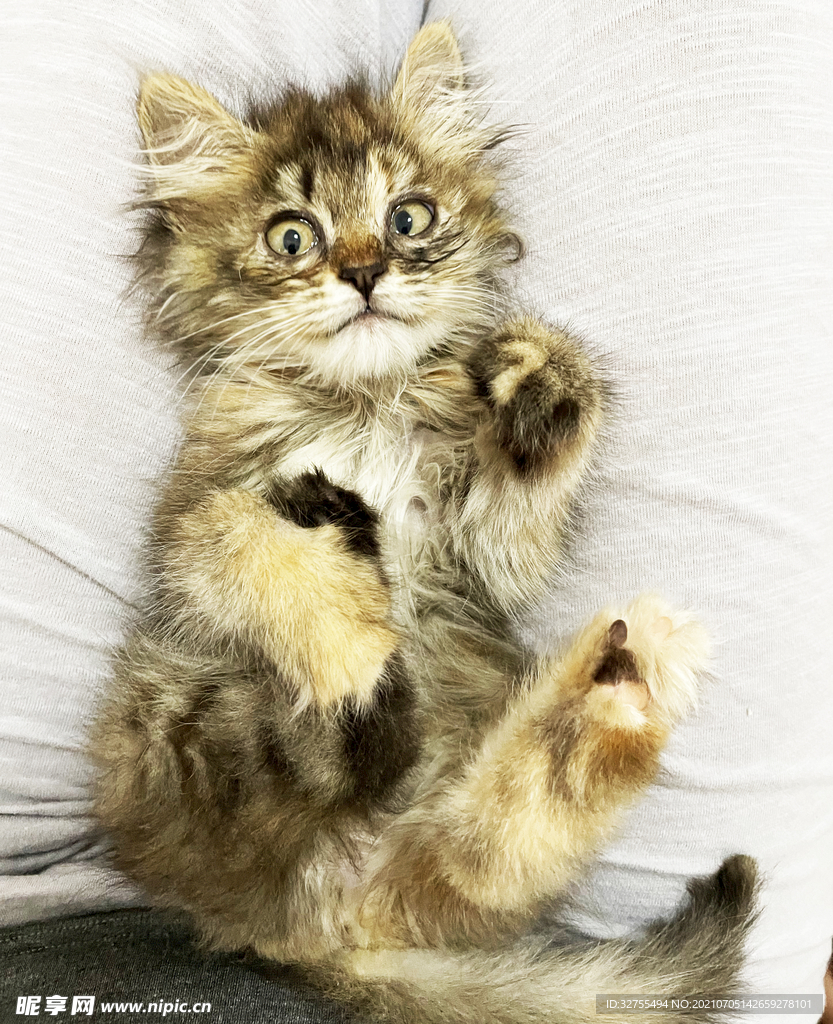 小猫