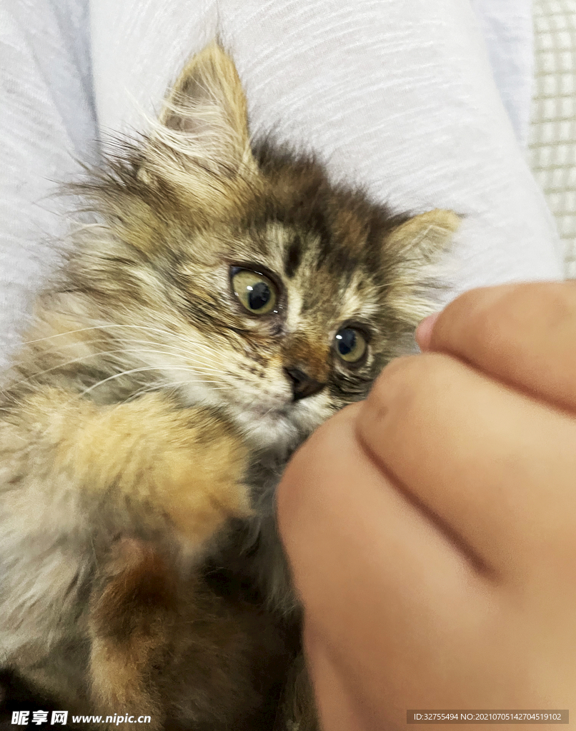 小猫