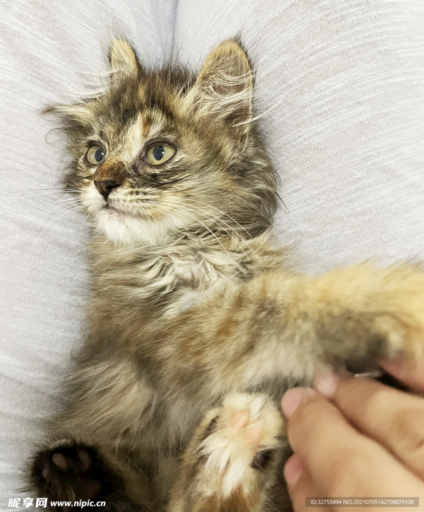小猫