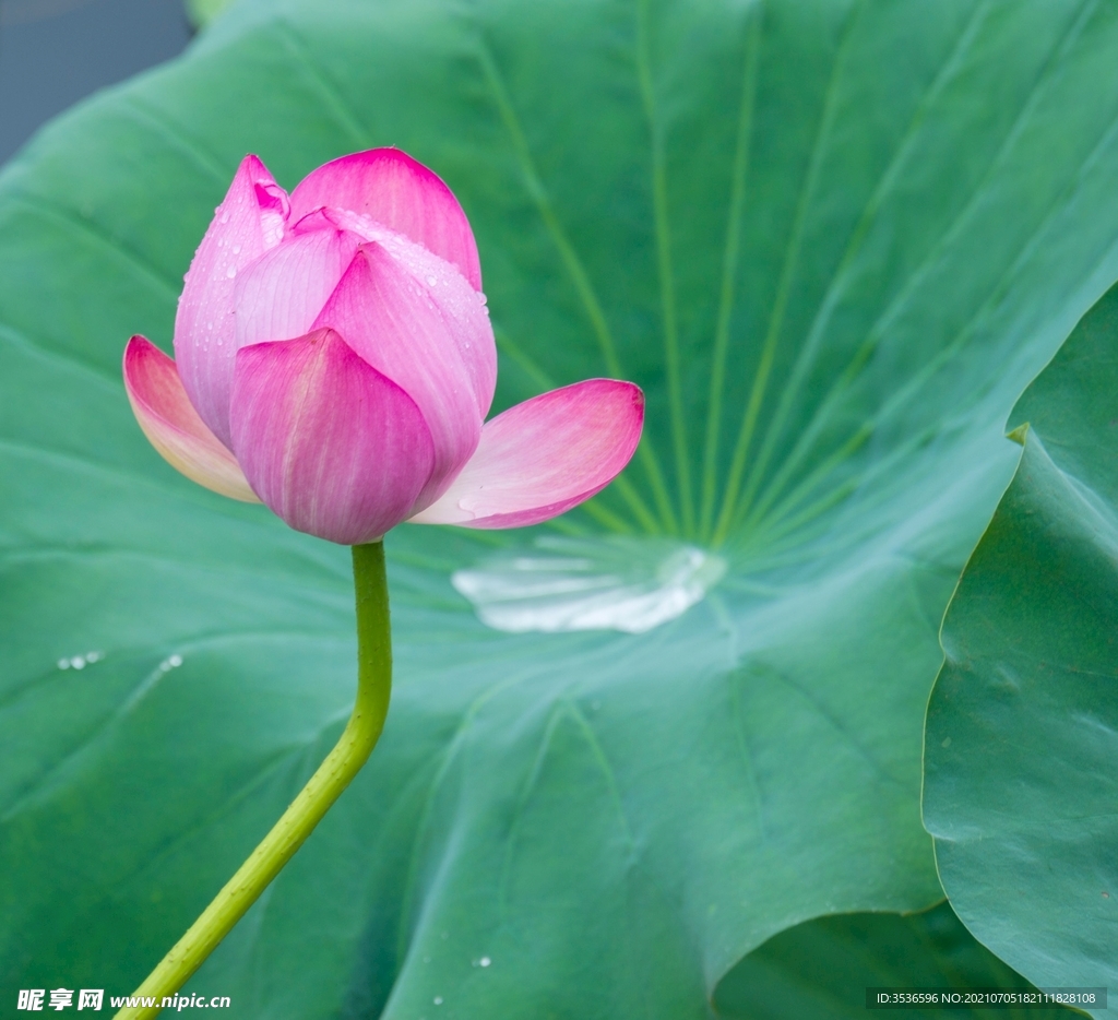 雨荷 