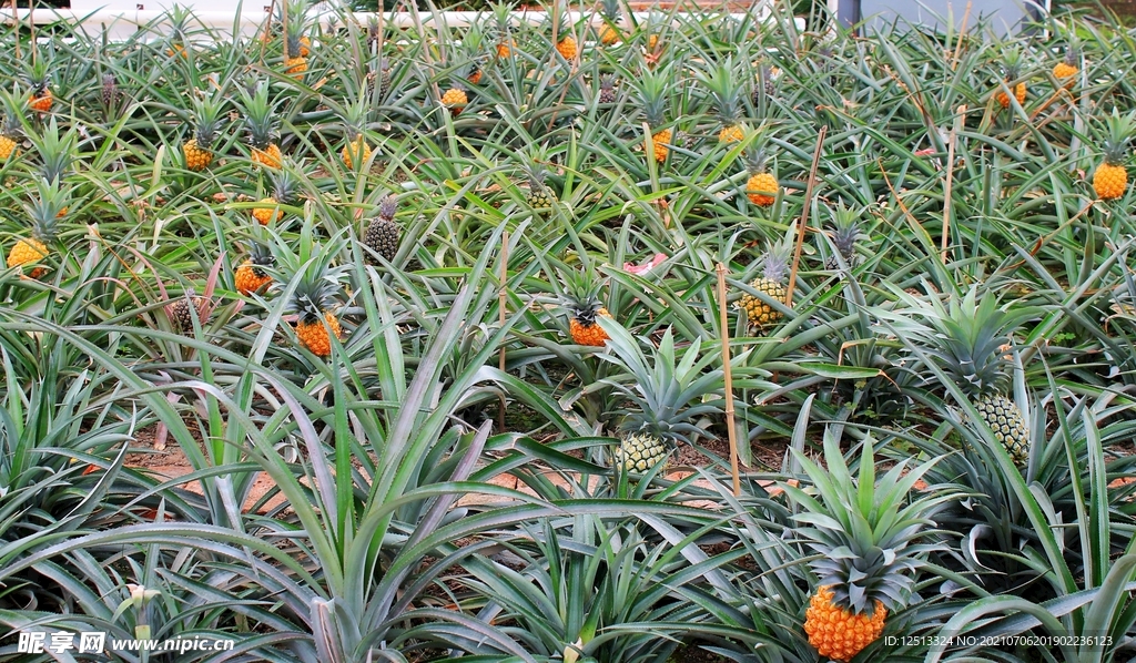 菠萝