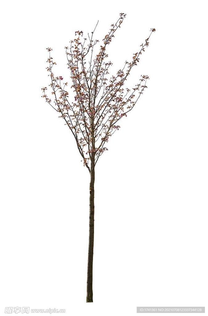 树