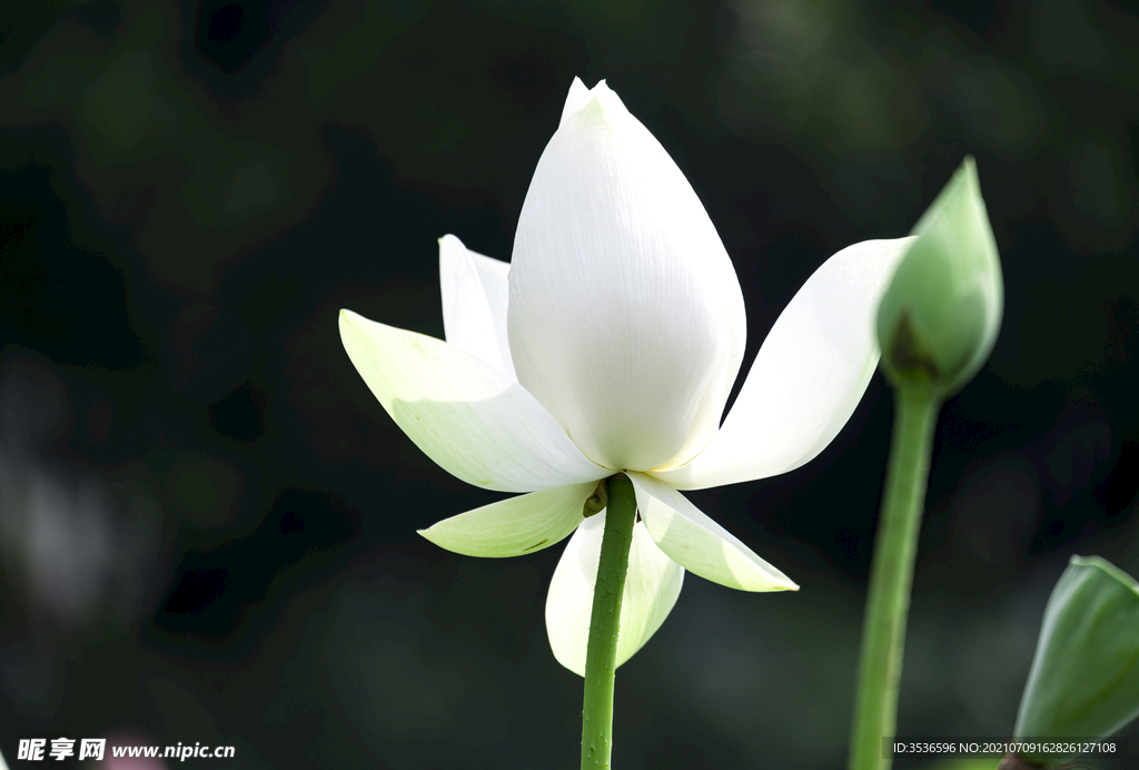 白莲花