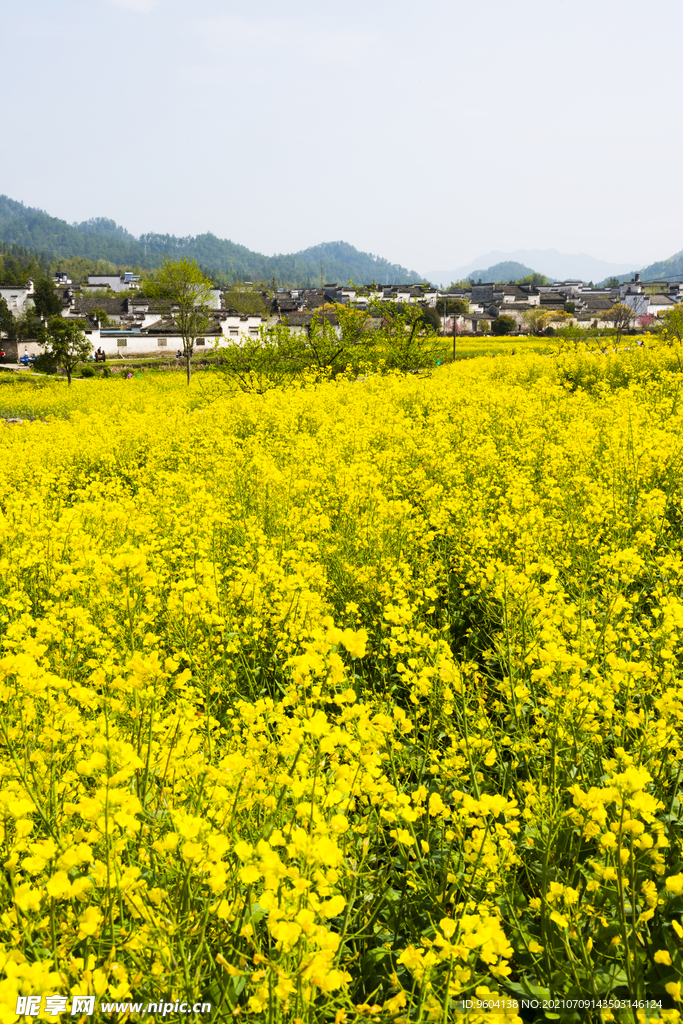 油菜花竖图